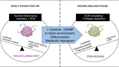 Metabolic Modulation of Macrophage Function Post Myocardial Infarction